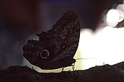 Picture 'Cr1_11_35 Butterfly, Costa Rica'